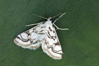 Nymphula nitidulata