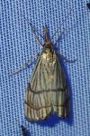 Chrysocrambus linetella
