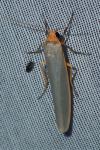 Eilema caniola