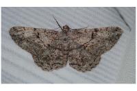 Peribatodes rhomboidaria rhomboidaria