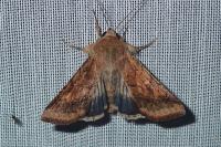 Helicoverpa armigera