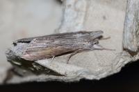 Cucullia