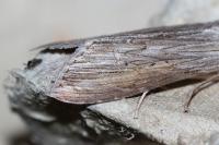 Cucullia