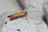 Oncocera semirubella