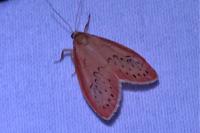 Miltochrista miniata