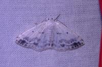Lomographa temerata