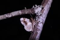 Ligdia adustata