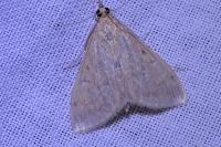 Sitochroa verticalis
