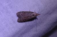 Aphomia sociella