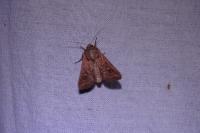 Mythimna albipuncta