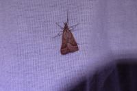 Synaphe punctalis