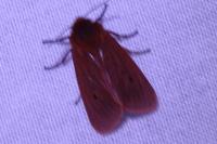 Phragmatobia fuliginosa
