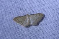Idaea politaria