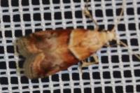 Acrobasis repandana