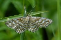 Scopula immorata