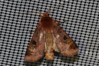 Diarsia brunnea