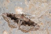 Alcis repandata