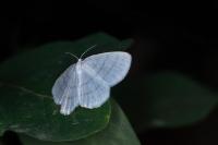 Cabera pusaria