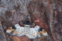 Catarhoe cuculata