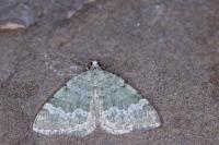 Colostygia aqueata aqueata