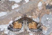 Dysstroma truncata