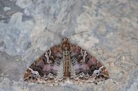 Eulithis prunata