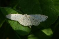Scopula marginepunctata