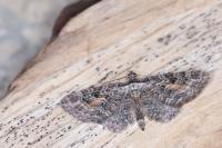 Eupithecia icterata
