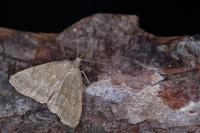 Pechipogo strigilata