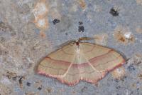 Rhodostrophia vibicaria