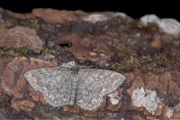 Scopula immorata