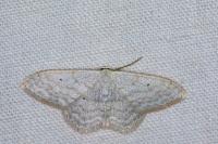 Scopula incanata