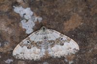 Xanthorhoe montanata