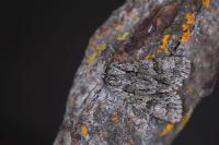 Acronicta auricoma