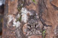 Anarta odontites