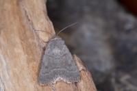 Caradrina gilva