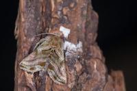 Euchalcia variabilis