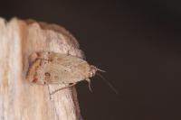 Noctua interposita