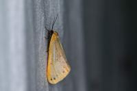 Setina irrorella irrorella