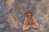 Sideridis lampra