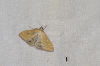 Sitochroa verticalis