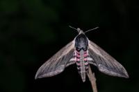 Sphinx ligustri