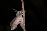 Hyles vespertilio