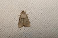 Apaidia mesogona
