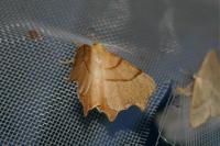 Ennomos erosaria