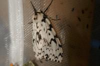 Lymantria monacha