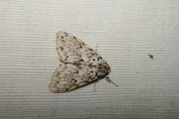 Lymantria monacha
