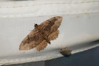 Philereme transversata