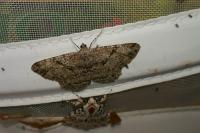 Peribatodes rhomboidaria rhomboidaria