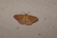 Rhodostrophia calabra